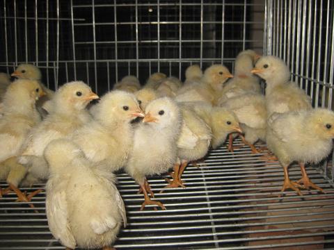 鸡苗孵化厂：小鸡苗孵化的全过程