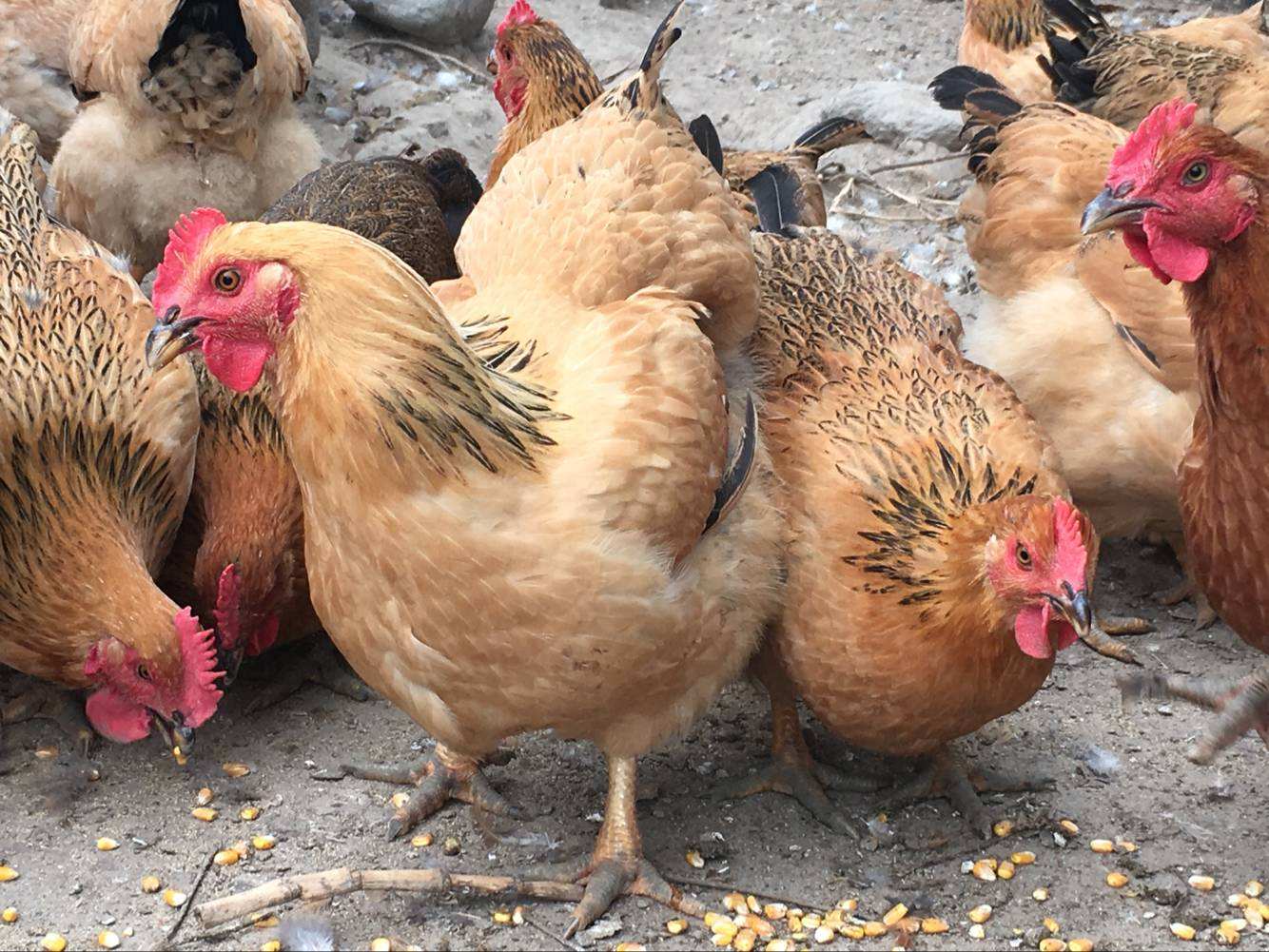 养殖户日常鸡孵化注册事项