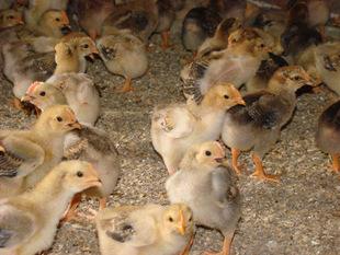散养鸡养殖的投资成本与利润分析