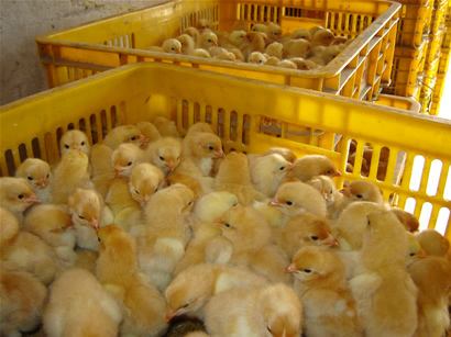 如何挑选更加优良的鸡苗养殖