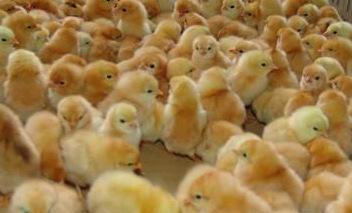 冬天季节养鸡苗应注意的问题