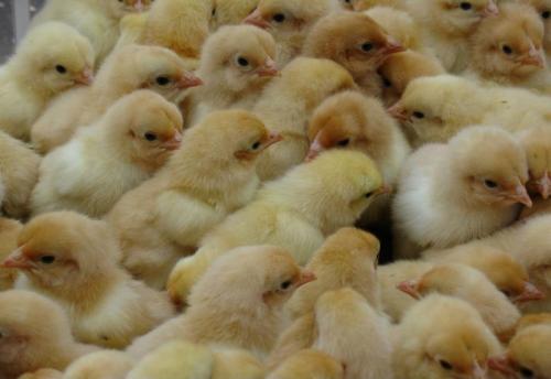 苗鸡供应：冬天养殖场怎么养鸡苗