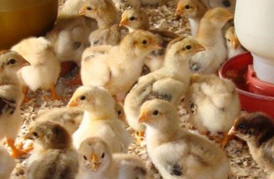 四川鸡苗:小鸡饲养鸡须注意卫生，远离瘟疫