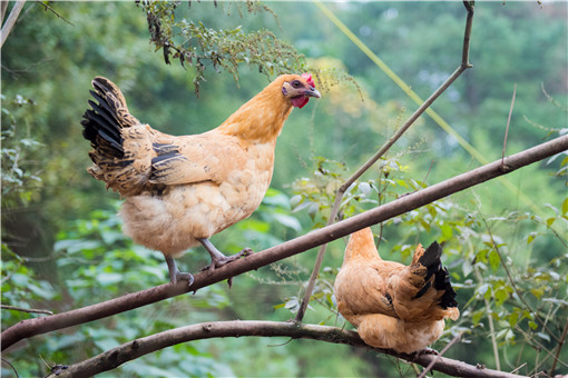 2020年农村养哪些品种的鸡赚钱？