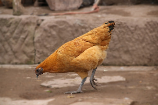 鸡食沙子原因为什么散养鸡要铺细沙？