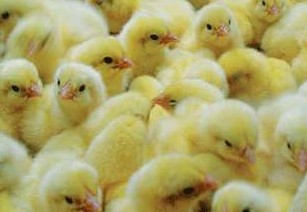 3月份鸡苗需要做好呼吸道保健工作