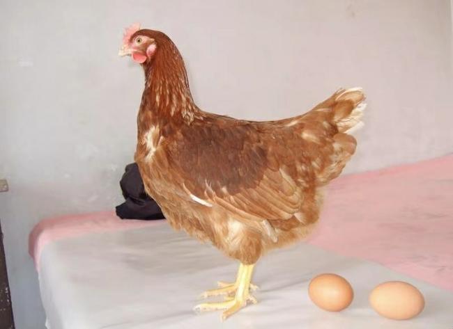 养鸡必看:如何提高海兰褐蛋鸡产蛋率?