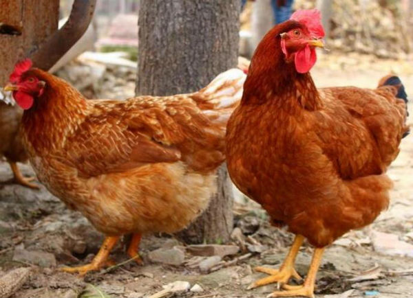 柴鸡，也叫笨鸡，麻鸡。柴鸡具有耐粗饲、适应性、觅食性、遗传功能稳定、就巢性强和抗病力强等特性。因此很受养殖户欢迎，那么养殖柴鸡合适种什么树？柴鸡如何养殖呢？