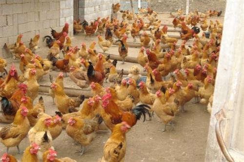 养鸡怎样补充维生素