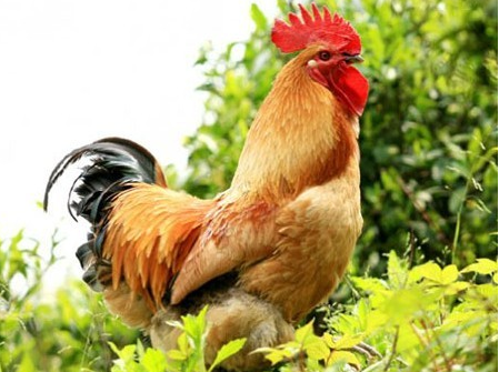 鸡苗的禽流感对鸡苗的影响